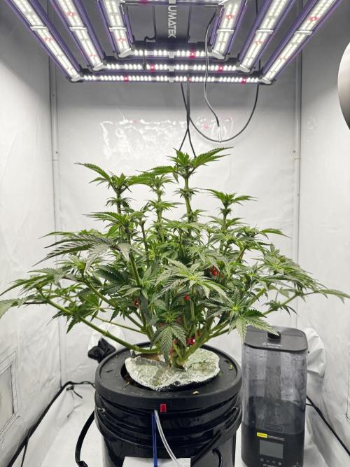 hydroponic Dante’s Cherrycana. Week 8