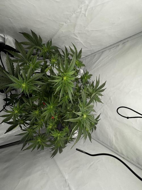 hydroponic Dante’s Cherrycana. Week 8