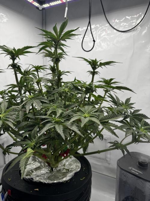 hydroponic Dante’s Cherrycana. Week 8