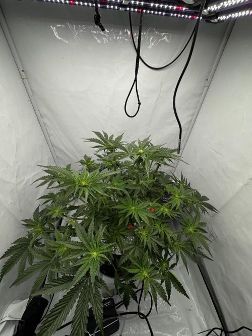 hydroponic Dante’s Cherrycana. Week 8