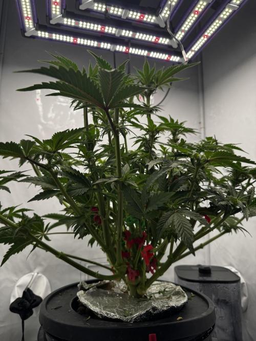 hydroponic Dante’s Cherrycana. Week 8