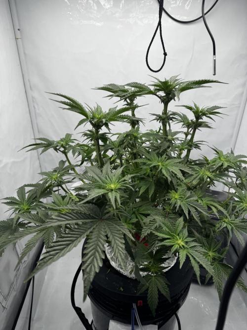 hydroponic Dante’s Cherrycana. Week 8
