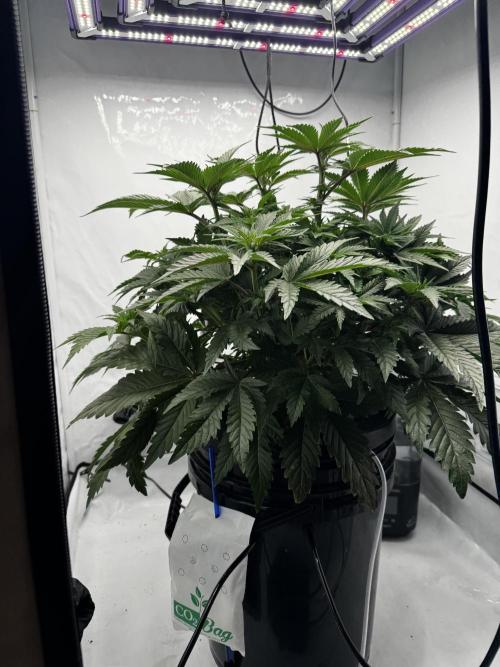 hydroponic Dante’s Cherrycana. Week 8