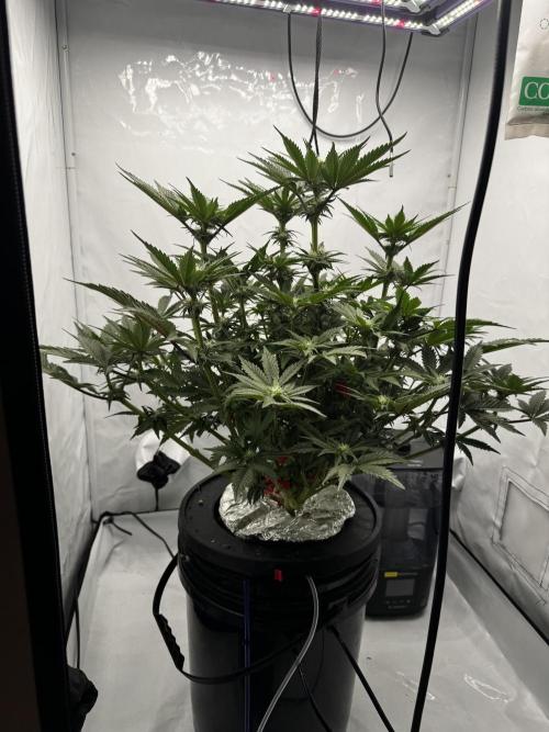 hydroponic Dante’s Cherrycana. Week 9