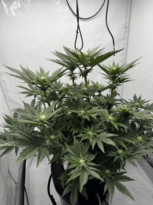 hydroponic Dante’s Cherrycana. Week 9