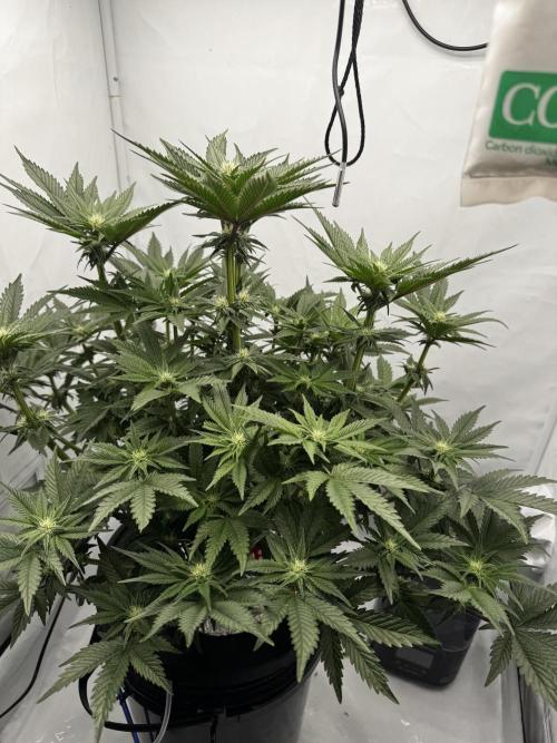 hydroponic Dante’s Cherrycana. Week 9