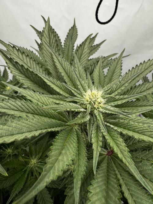 hydroponic Dante’s Cherrycana. Week 9