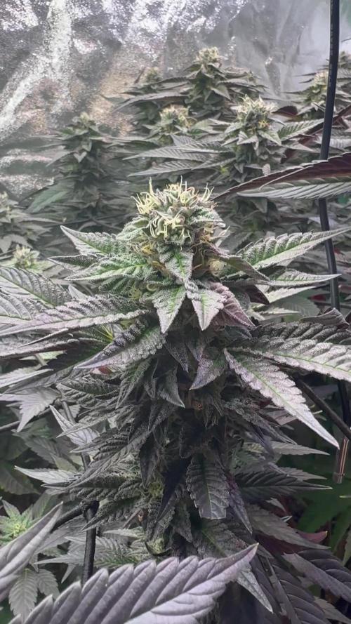2x Cap Junky Scrog