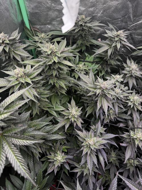 2x Cap Junky Scrog. Week 13