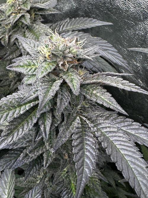 2x Cap Junky Scrog. Week 13
