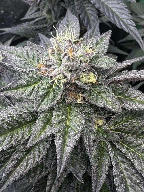 2x Cap Junky Scrog. Week 13