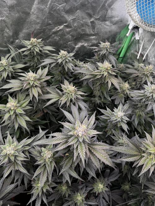 2x Cap Junky Scrog. Week 13