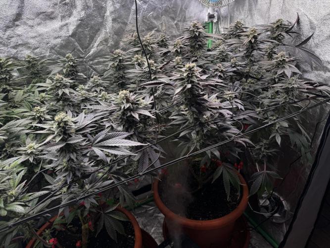 2x Cap Junky Scrog. Week 13