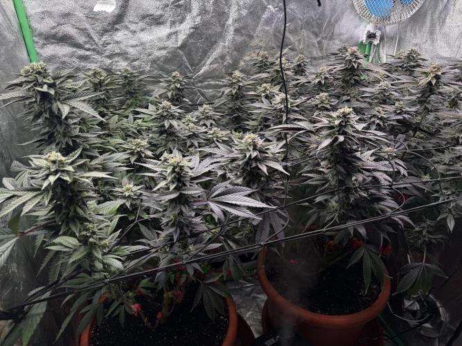 2x Cap Junky Scrog. Week 13
