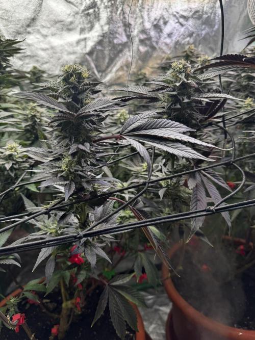2x Cap Junky Scrog. Week 13