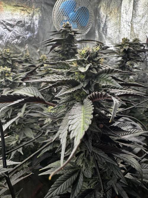 2x Cap Junky Scrog. Week 13