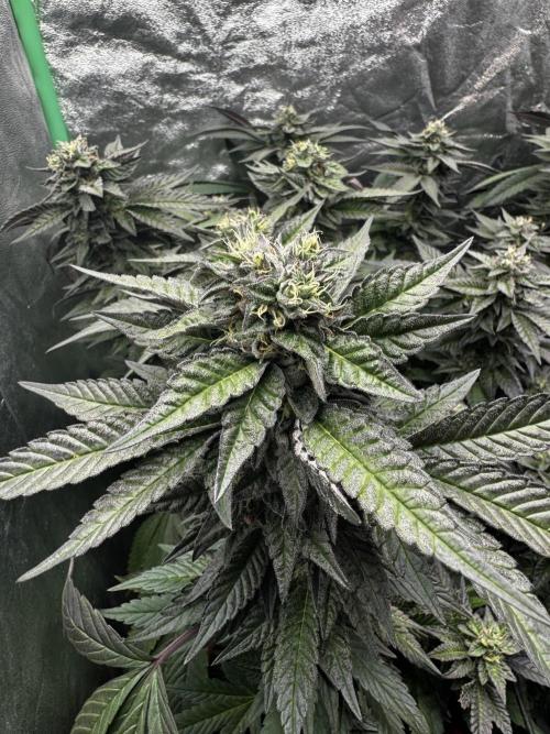 2x Cap Junky Scrog. Week 13
