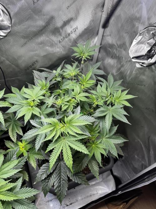 2x Dantes Cherrycana Revers. Week 7