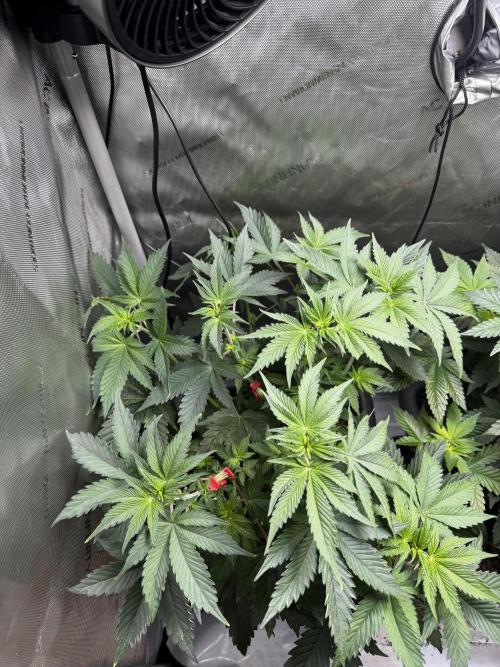 2x Dantes Cherrycana Revers. Week 7