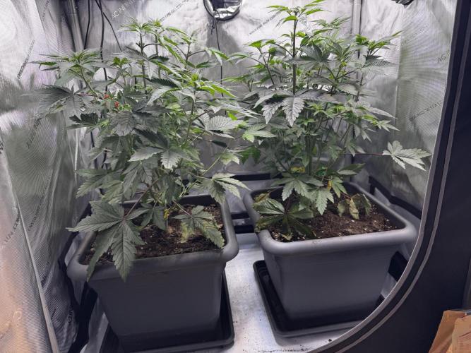 2x Dantes Cherrycana Revers. Week 7