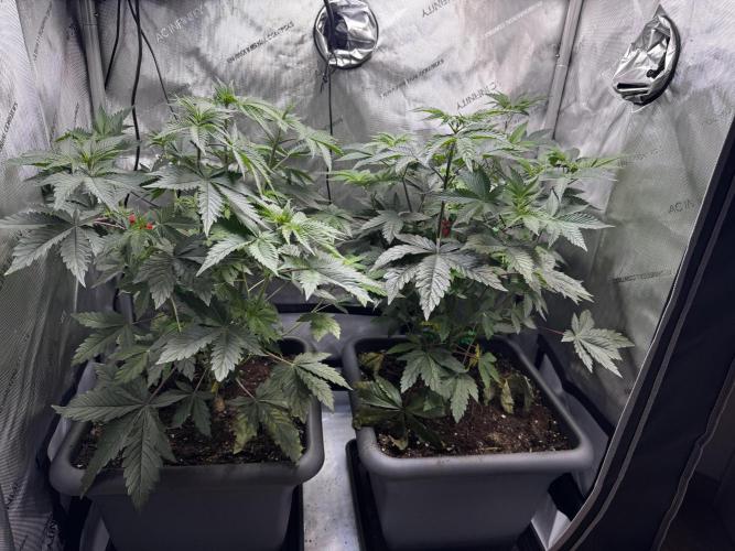 2x Dantes Cherrycana Revers. Week 7