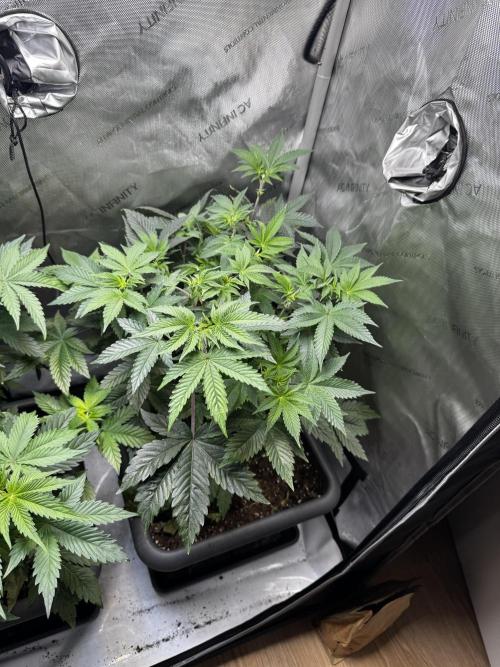 2x Dantes Cherrycana Revers. Week 7