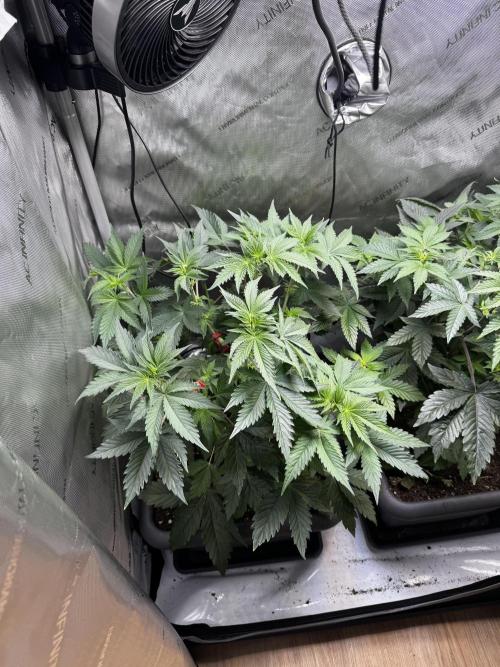 2x Dantes Cherrycana Revers. Week 7