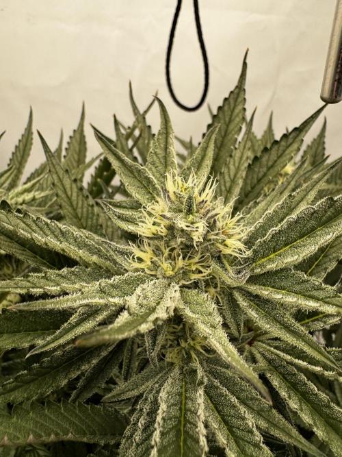 hydroponic Dante’s Cherrycana. Week 10