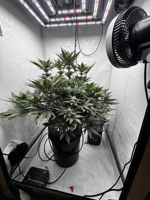 hydroponic Dante’s Cherrycana. Week 10