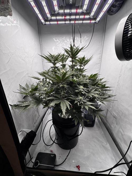 hydroponic Dante’s Cherrycana. Week 10
