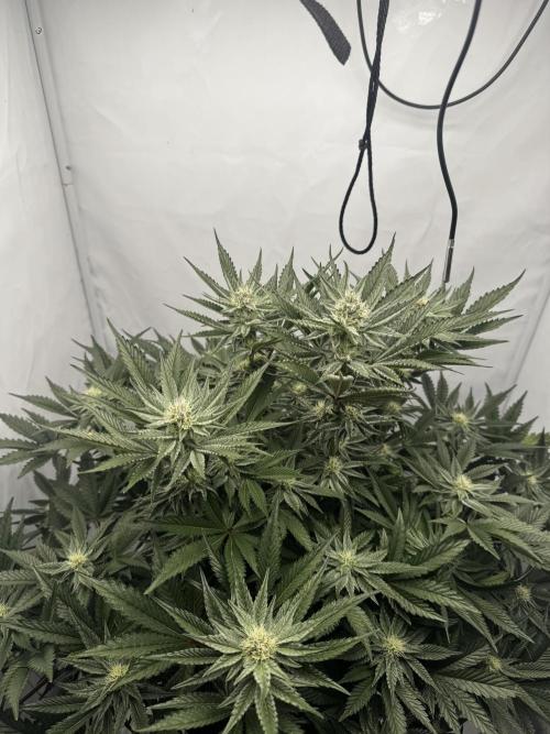 hydroponic Dante’s Cherrycana. Week 10
