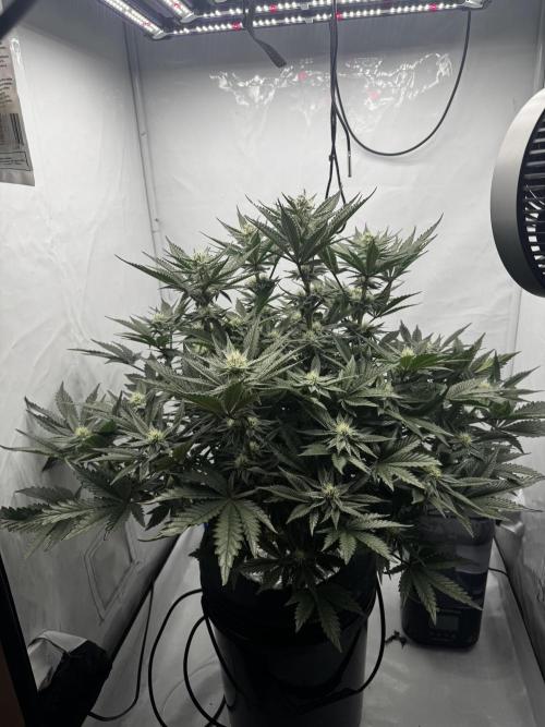 hydroponic Dante’s Cherrycana. Week 10