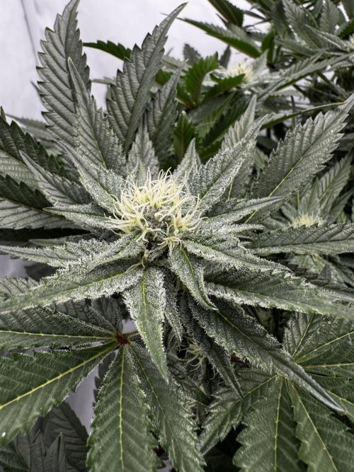 hydroponic Dante’s Cherrycana. Week 10