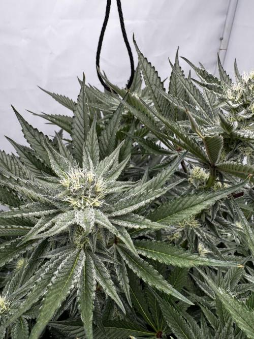 hydroponic Dante’s Cherrycana. Week 10