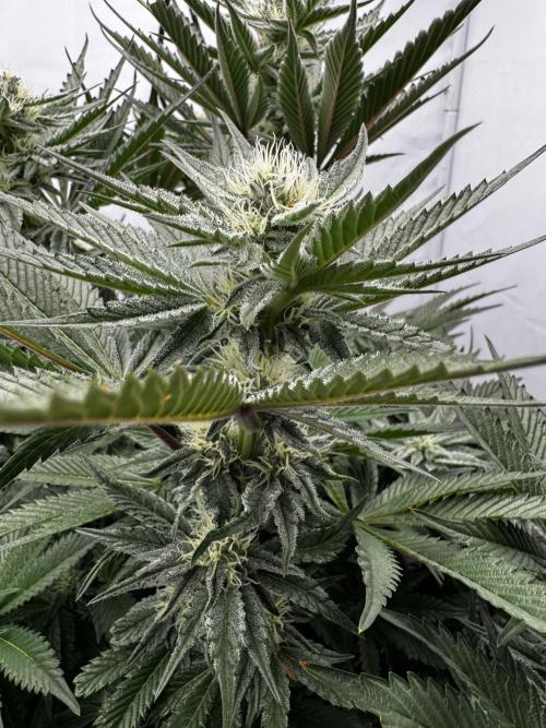 hydroponic Dante’s Cherrycana. Week 10