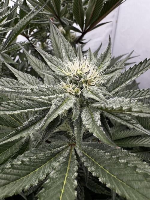 hydroponic Dante’s Cherrycana. Week 10
