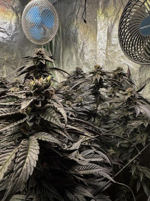 2x Cap Junky Scrog. Week 14