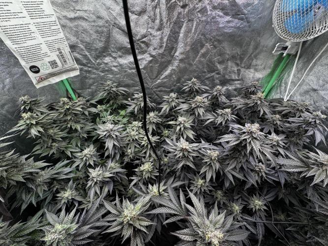 2x Cap Junky Scrog. Week 14