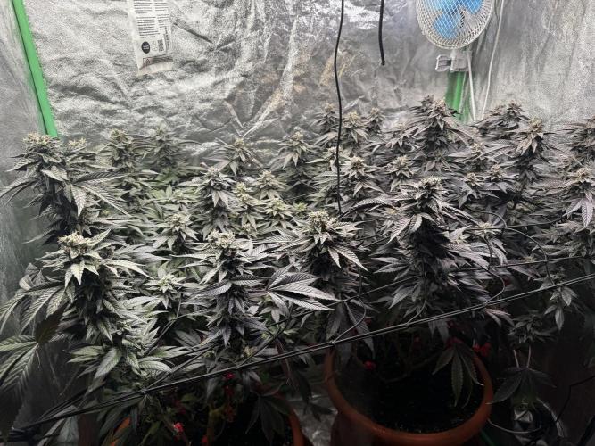 2x Cap Junky Scrog. Week 14