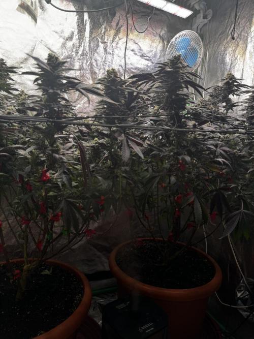 2x Cap Junky Scrog. Week 14