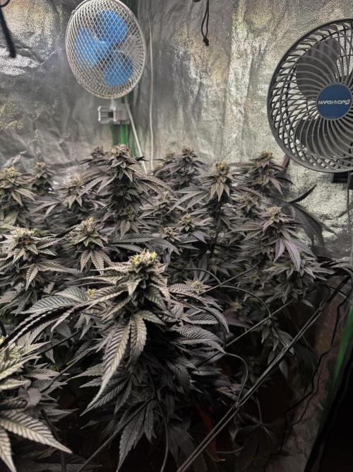 2x Cap Junky Scrog. Week 14