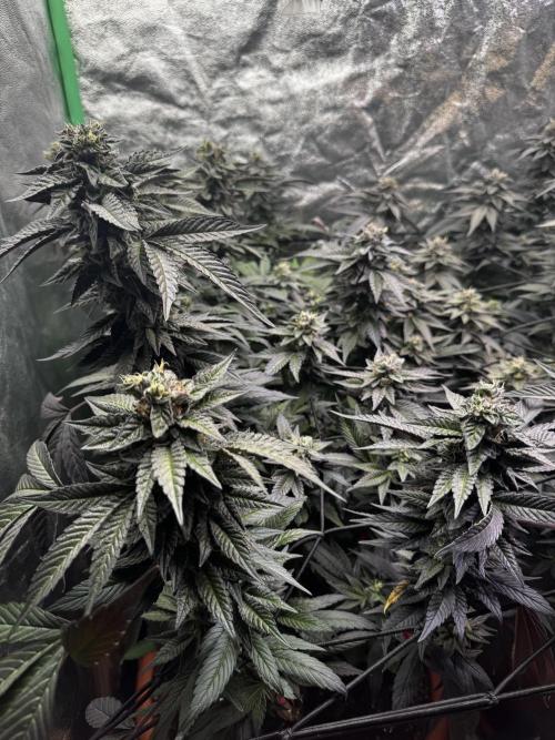 2x Cap Junky Scrog. Week 14