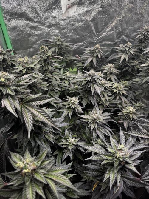 2x Cap Junky Scrog. Week 14