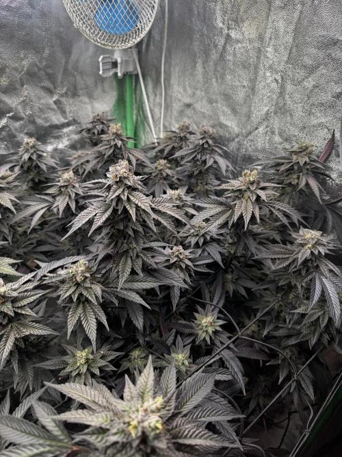 2x Cap Junky Scrog. Week 14