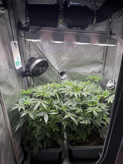 2x Dantes Cherrycana Revers. Week 8
