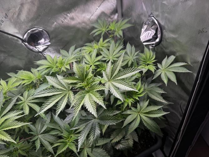 2x Dantes Cherrycana Revers. Week 8