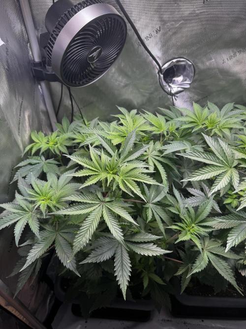 2x Dantes Cherrycana Revers. Week 8