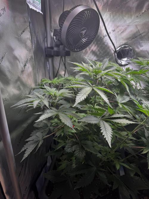 2x Dantes Cherrycana Revers. Week 8