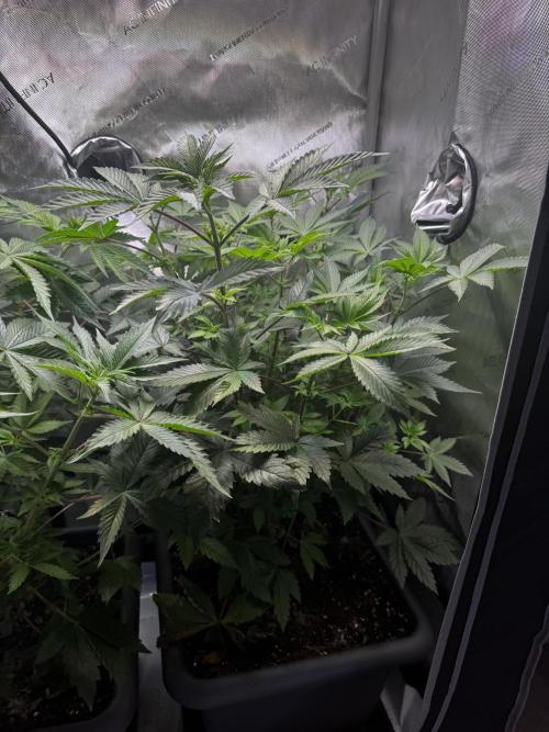 2x Dantes Cherrycana Revers. Week 8