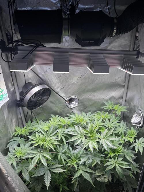 2x Dantes Cherrycana Revers. Week 8